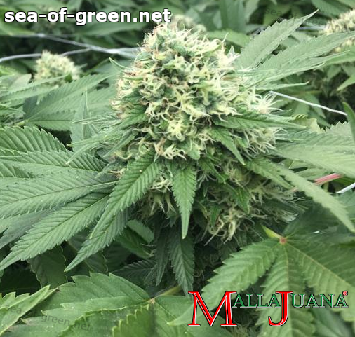cannabis crops using mallajuana