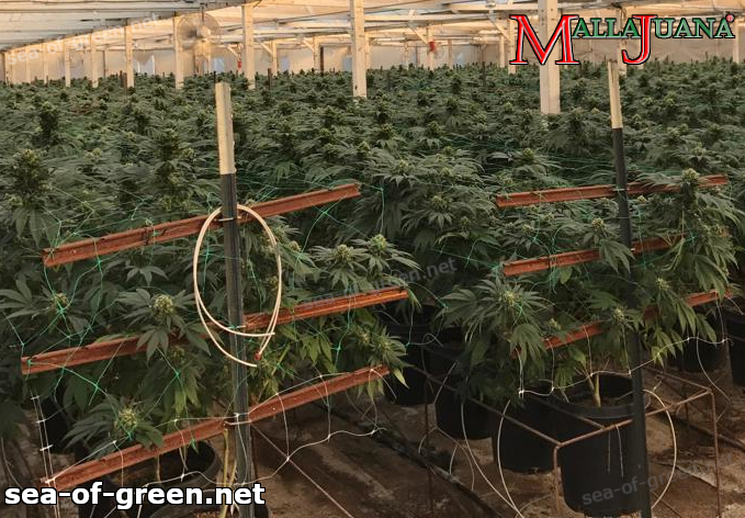 The sea of green method apply in cannabis crops