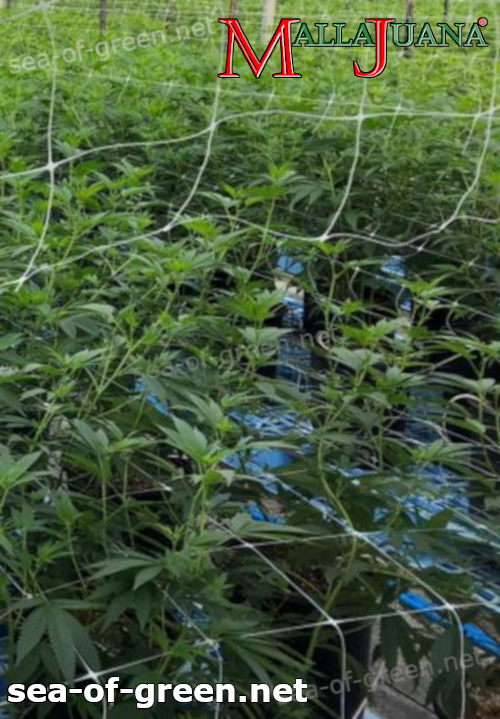 mallajuana installed on cannabis crops